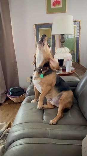Maxwell the Beagle is “howling it out”. He loves to howl! #beagle #beaglecrew #howling