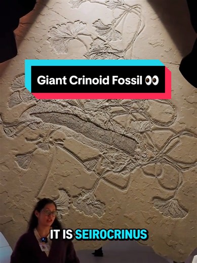This giant crinoid fossil is not a plant but rather an animal! Follow us for more mind-blowing natural science 🤓 #Fossil #Crinoid #animalkingdom #museum