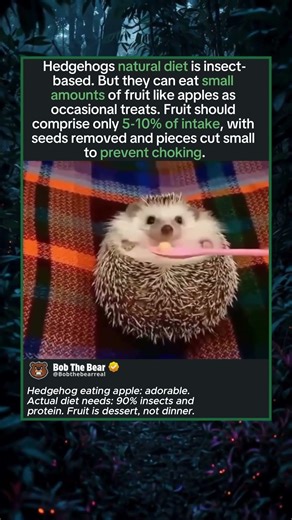 Grumpy Hedgehog Loves Apples