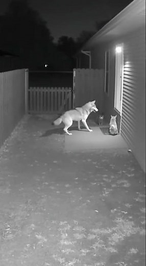 Episodes 368🐅🐕🐈 wolf Enters House and Meets Cat and Dog – Unbelievable CCTV Footage!
