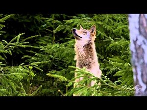 Vlk obecný (Canis lupus)