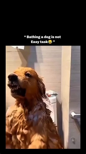 Dog Shows Off in the Shower: A Hilarious Adventure!