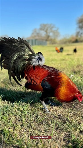True Peace by chael_taraso_gf #chicken #farmtour #theothersideofmakebelieve #heritagebreeds