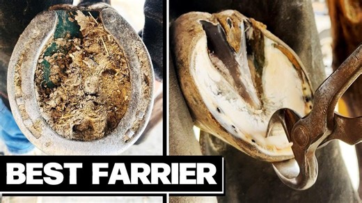 New life for an old hoof: Satisfying ASMR farrier restoration