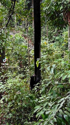 Locally known as “Beruang Madu” in Malay or honey bears, sun bears love eating honey. Sun bears have a keen sense of smell for locating stingless bee nests inside trees and will use their long claws and teeth to reach a nest for this tasty treat. #bear #sunbear #beruang #beruangmadu #beruangmatahari #malaysia #sabah #sandakan #sepilok #bsbcc #lindungiberuangmadu #savesunbear #wildlife #nature #rainforest Wong Siew Te https://vt.tiktok.com/ZSFwCb82q/ | Bornean Sun Bear Conservation Centre (BSBCC)