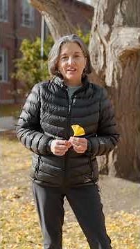 Did you know these fun facts about ginkgo trees?