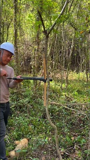 Straightening Tool Test! Full Process of Straightening Crooked Trees