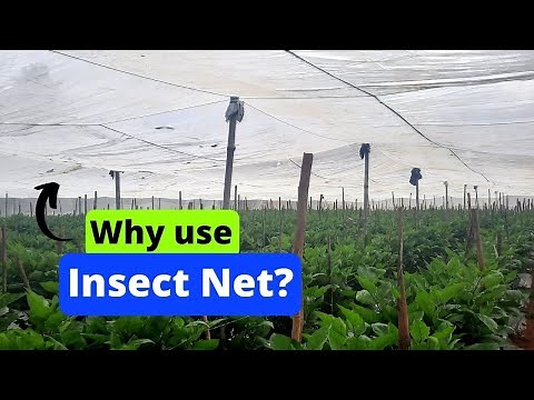 Why use Insect Net?