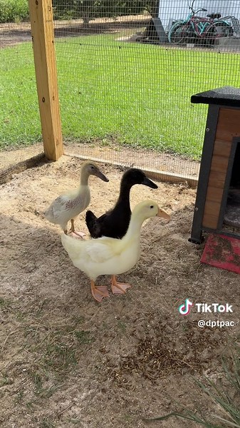 Understanding LIVE Incentive Programs for Creators