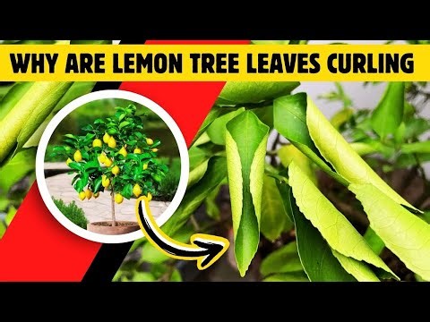 Why Your Lemon Tree Leaves Are Curling and How to Save Them