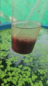 Cho cá ăn trùng chỉ tươi sống thức ăn giàu đạm #shots #guppy #cacanh #bettafish #xiemthai #xiemda