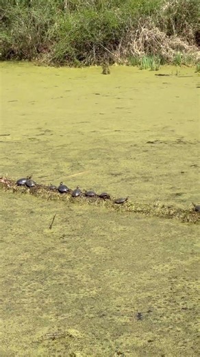 Turtle Power Full on CVNP6 Route #1 Red Lock Trailhead 5.8 mi Kayla Marie Sagamore Hills Ohio