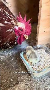 Gentleman roosters are worth their weight in gold, 10x over! King is the best part of my flock. 🐓🏆