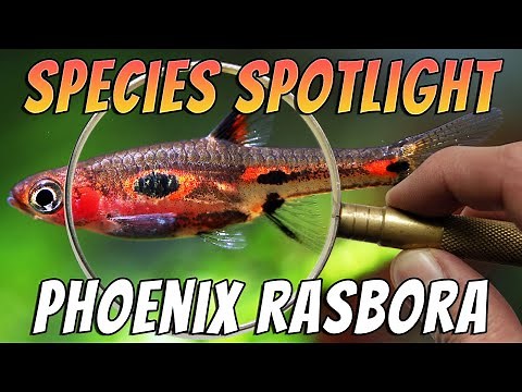 Phoenix Rasbora (Boraras Merah) Rare Aquarium Rasbora Fish Species Profile & Care Guide
