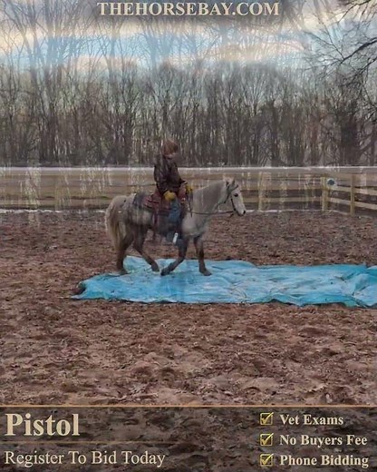 Welsh Hackney Pony X Gelding For Sale | Consigned to Thehorsebay.com
