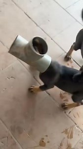 Lỡ đầu tư 2 tỷ vào HDPE 😭 | Music VN