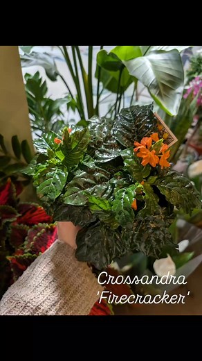 Delivery day! | B'Leaf Plant Shop