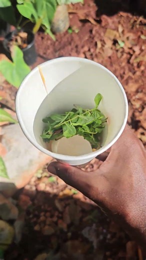 Using Kitchen Waste to Make Nutrient-Rich Compost