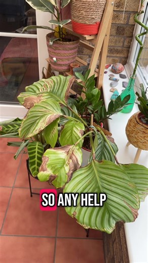 Calathea Care Tips for Thriving Indoor Plants
