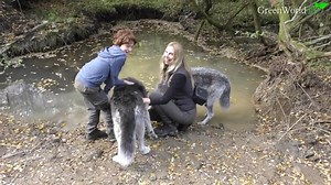 140K views · 10K reactions | Wolves & Children: Oldest Wolves meet my...