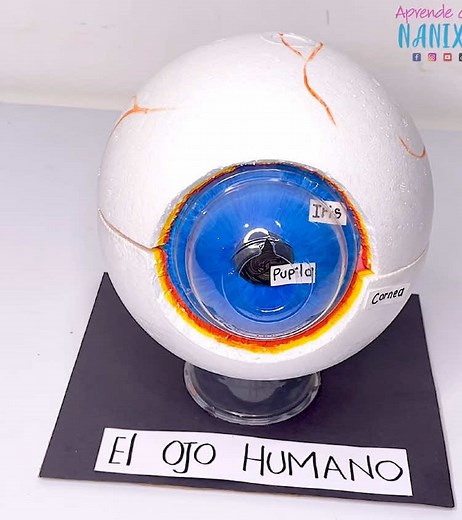 Maqueta de ojo con un globo 🎈 #glob #ojo #anatomy #cuerpo #body #eye