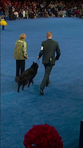 elegance on four paws. 🐕✨