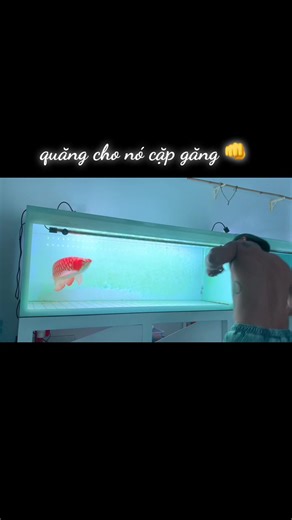 Eagle Insights: Understanding Their Habits and Habitats