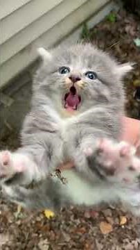 When Cats React Like It’s a Movie Scene 😂 #shorts