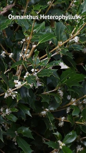 Osmanthus heterophyllus, présentation et entretien