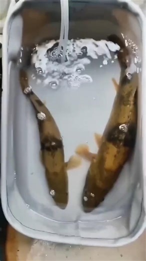 Best fishing techniques with easiest way to catch big fish #viral #fishing #carpfishing