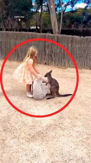 ক্যাঙ্গারুর সামনে এই ভুল করবেন না! 🦘