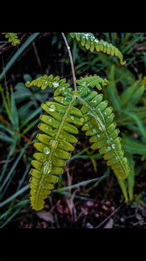 Lightroom mobile edit 🌱