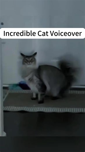 Incredible Cat Voiceover #usa_tiktok #funnycat #USA #cat #voiceover #reels2025 #usa🇺🇸 #catlover #funnykitten #catvoiceover #reelsfb #talkingcat #reelschallenge #funnyvideo #catsoftiktok #fyppp #pet #fyp #for #funnymoments | Storylize