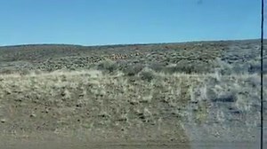 Huge elk herd on the move This massive Idaho elk herd migrating off the winter range was taken by an employee of the Shoshone-Bannock Transportation Department. What a sight!! #elkherd #elk #conservation #hunting #bowhunt #wildlife | BigGame Forever