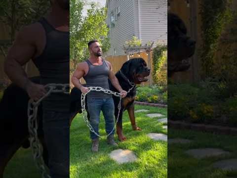 Giant Rottweiler BEAST! 💪🐕 #Shorts