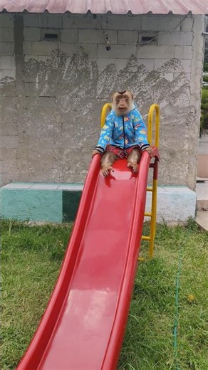 beruk monyong bibir nya merosot