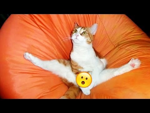 Die 50 lustigsten KATZEN BILDER 😂😂