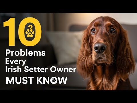 10 Problems Every Irish Setter Owner Must Know Before It’s Too Late! 😱🐕