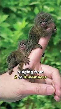 Pygmy Marmoset | The Finger Monkey