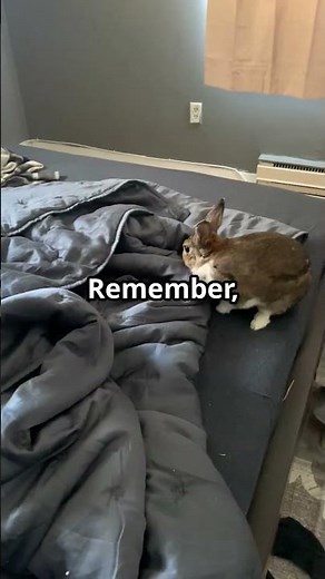 🏠 How to Set Up the PERFECT Bunny Habitat! 🐰