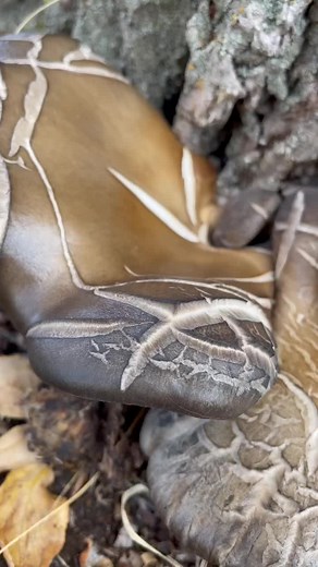 Identifying Unique Mushroom Species in Nature