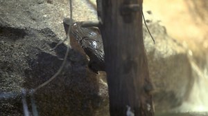 3.2K views · 115 reactions | It is officially open! Two platypuses at the San Diego Zoo Safari Park now call the Walkabout Australia habitat home. The two mammals have been acclimating themselves to their new digs for a few days. : San Diego Zoo Safari Park https://www.cbs8.com/article/life/animals/san-diego-zoo-safari-park-receives-2-platypuses-from-australia/509-2afb00db-3108-437c-b3e1-4cbc605f53d9 | CBS 8 San Diego | Facebook