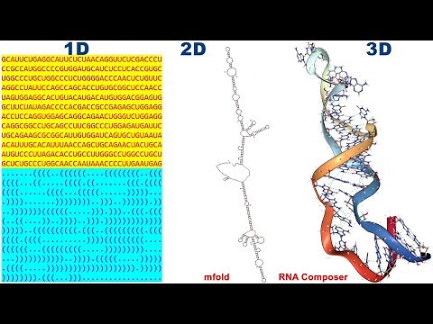 Prediction of 3D Structure of RNA using mFold and RNAComposer #bioinformatics #rna #3dvisualisation