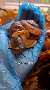 While we may have exciting big cats, fluffy red pandas and fascinating koalas, we're also passionate about showing love to some of our smaller (and slimier) species! To celebrate the fact that Friday is International Land Snail Day, Keeper Sam tells us some fun facts about our magnolia snails and giant African land snails 🐌 | Longleat