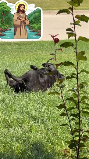 Dog Funny Jesus