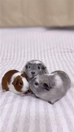Which Guinea Pig Wins? 🐹👑