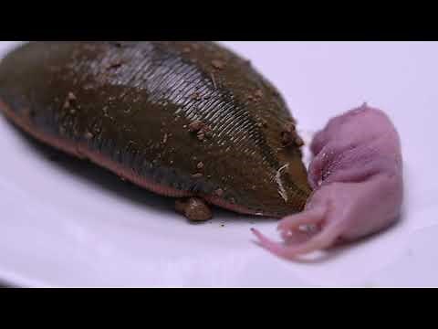 What Happen the Giant Leeches Sees The Mice , Giant Leeches Vs Mouse