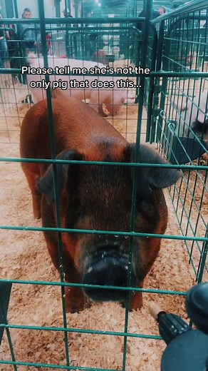 Oh little biscuit #stockshowlife #livestock #backinthebarn #stockshow #showpig #showpigs #cute #duroc