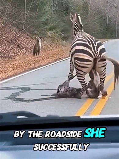 A brave zebra mother, with her strong will and maternal love, successfully rescued her calf from the jaws of a lion. (Animal World - Wildlife - The Brave Zebra Mother with Her Strong Will and Maternal Love)