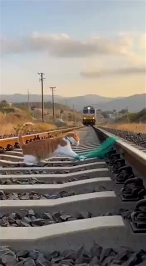 Discover the Future of Robotics with BalliBot